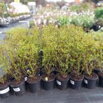 Drieň výbežkatý (Cornus sericea) ´Kelseyi´ – výška 30-40 cm, kont. C1,5L